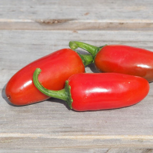Jalapeño Pepper