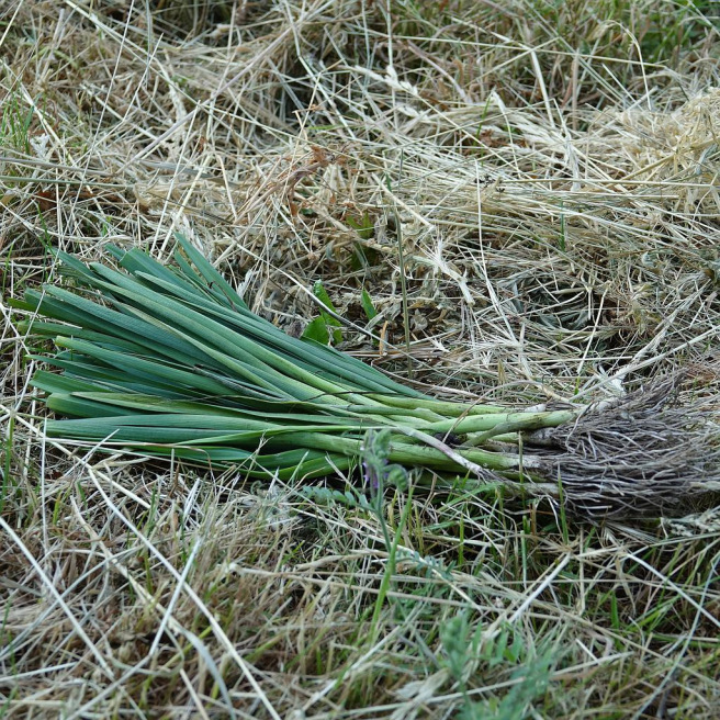 Poireau Bleu de Malines