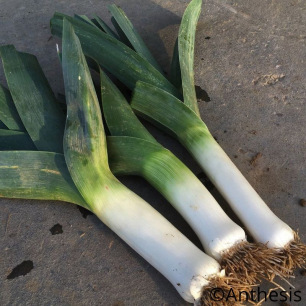 Poireau Bleu de Solaise