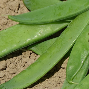 Pois Demi-Grimpant Mangetout Ambrosia