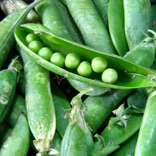 Pois Nain à Écosser Merveille de Kelvedon