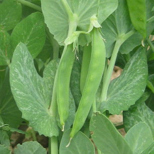 Pois Nain Mangetout Norli
