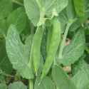 Pois Nain Mangetout Norli
