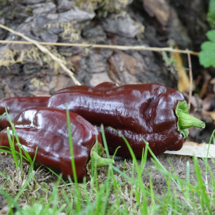 Poivron Chocolat