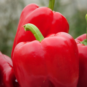 Neusiedler Ideal Pepper