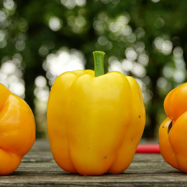 Poivron Quadrato d'Asti Giallo