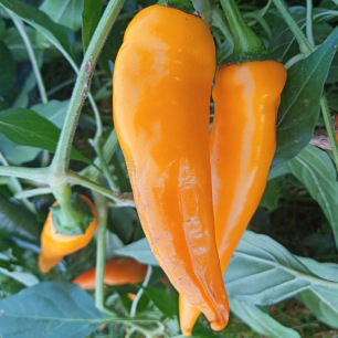 Paprika Tequila Sunrise