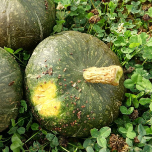 Green Hokkaido Squash