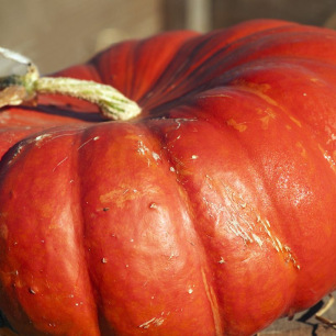 Potiron Rouge Vif d'Etampes