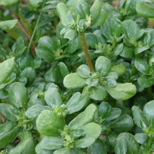 Pourpier Vert