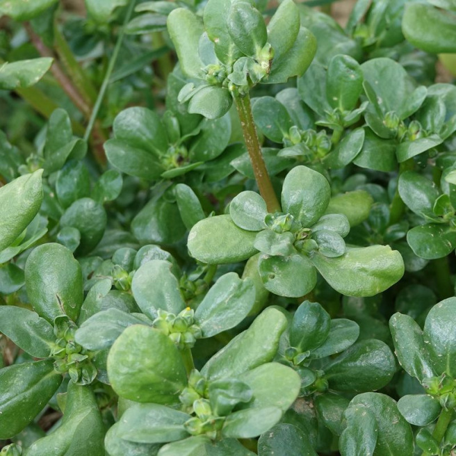Pourpier Vert