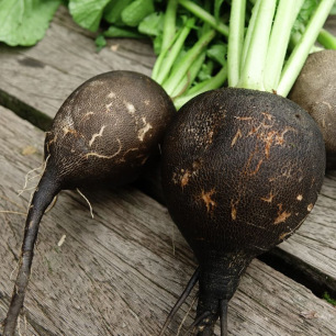 Radis d'Hiver Noir Gros Rond d'Hiver