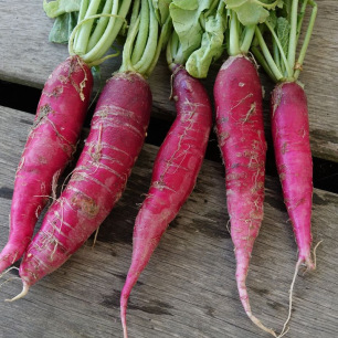 Easter Pink Radish 2