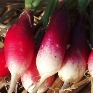 Radijs Halflange Rode Grootwitpunt 2