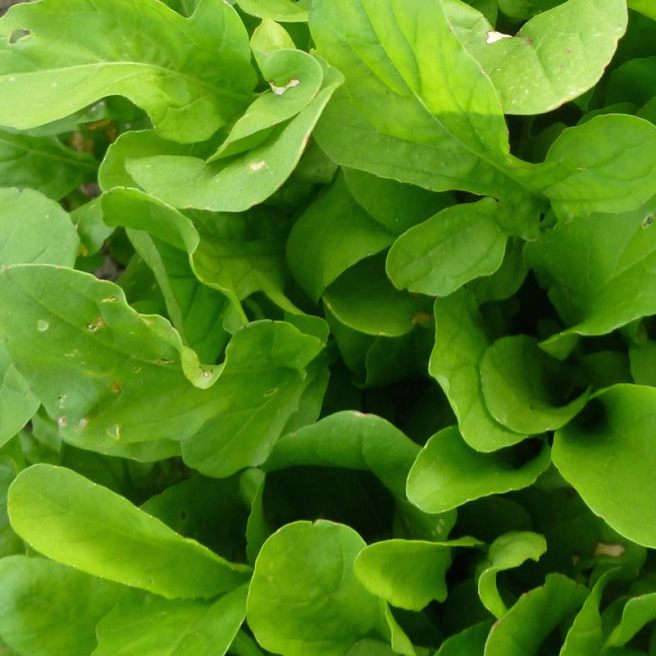 Roquette