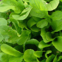 Roquette