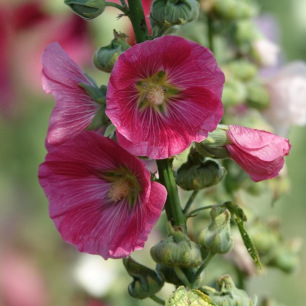 Hollyhock
