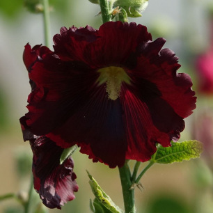Rose Trémière Black