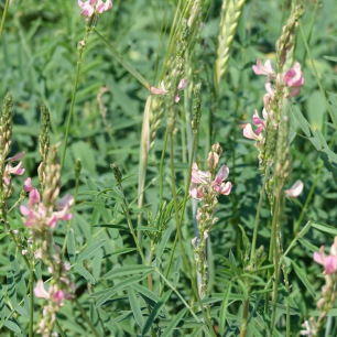 Sainfoin