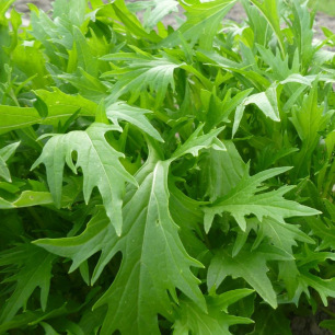 Salade Asiatique Mizuna