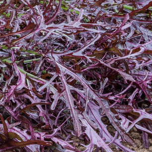 Salade Asiatique Moutarde Rouge Metis