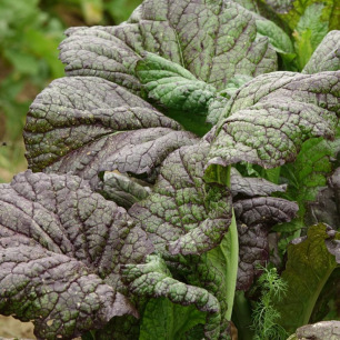 Bladmosterd Red Giant