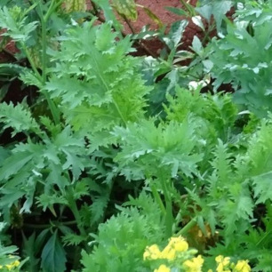 Bladmosterd Wasabina