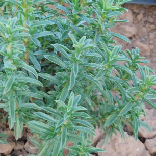 Summer Savory