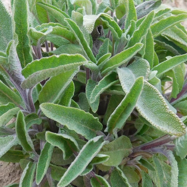 Sage Sage