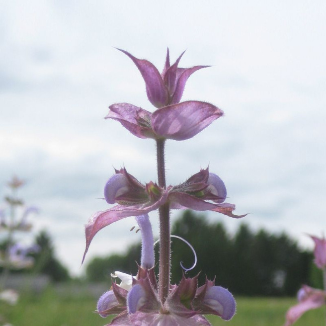 Clary Sage Clary Sage