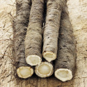 Hoffmann’s Black Salsify