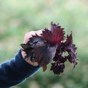 Shiso