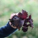 Shiso