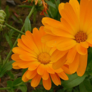 Marigold