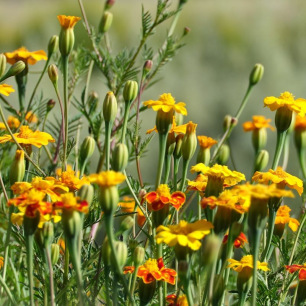 African Marigold