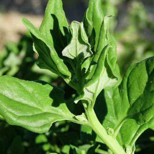 New Zealand Spinach
