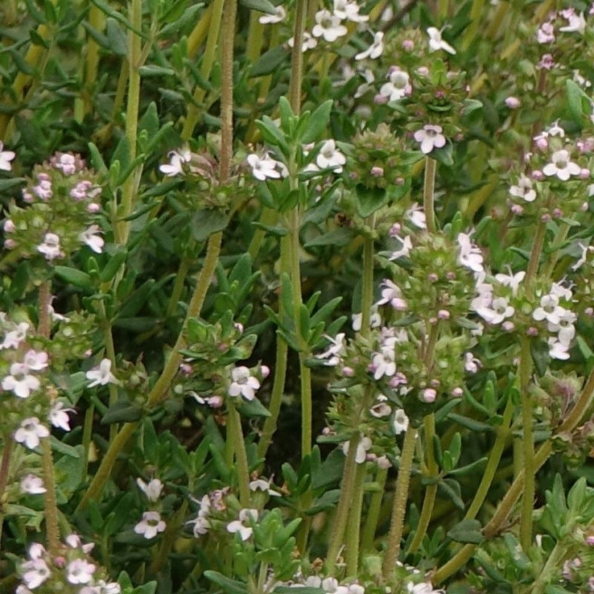 Thyme