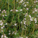Thyme