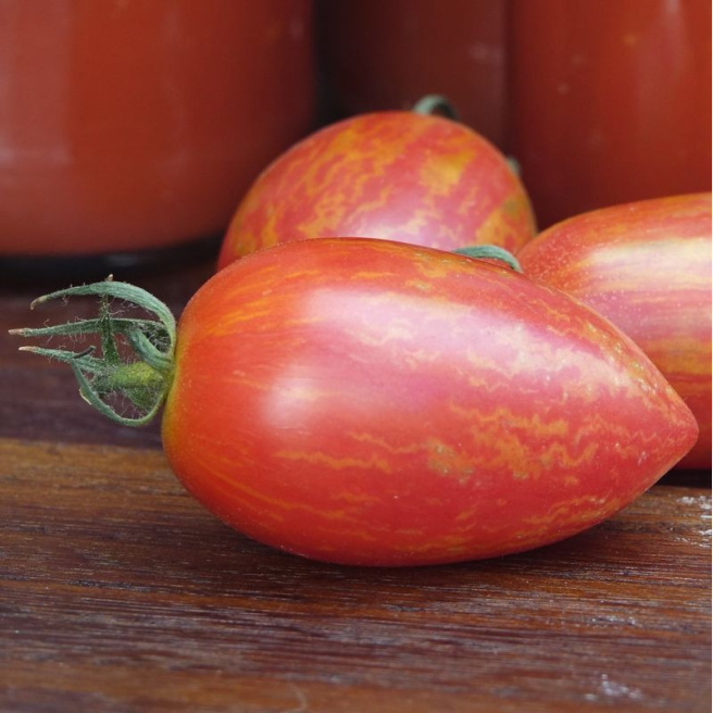 Tomate Candy Sweet Icicle