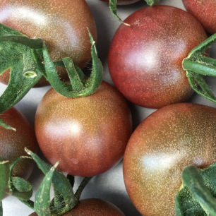 Tomate Cerise Black Cherry