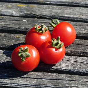 Tomate Cerise Gardener's Delight