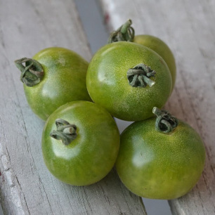 Tomate Cerise Green Doctor Frosted