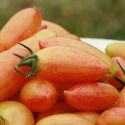 Tomate Cocktail Blush