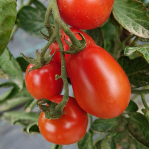 Tomaat Mountain Magic OP