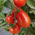 Tomate Cocktail Mountain Magic OP