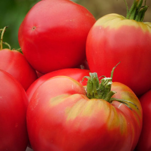 Tomate Cuor di bue (Cœur de Bœuf)