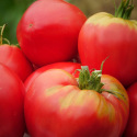 Tomate Cuor di bue (Cœur de Bœuf)