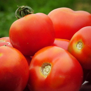 Tomaat Corma