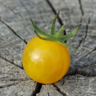 Tomate Golden Currant type "Petit Moineau"