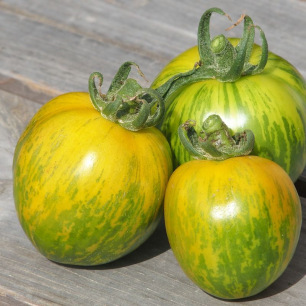 Tomate Green Zebra